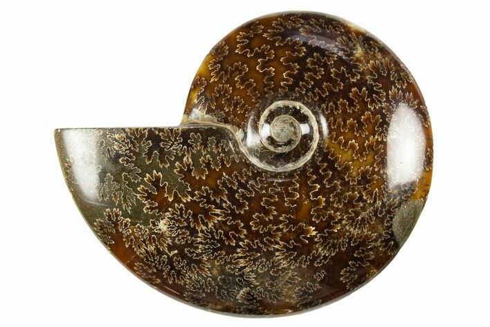 Polished Cretaceous Ammonite (Cleoniceras) Fossil - Madagascar #303960